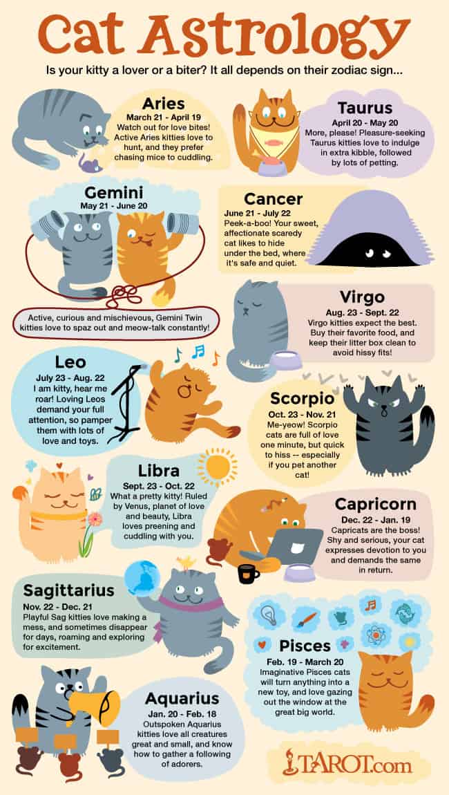 Cat astrology infographic