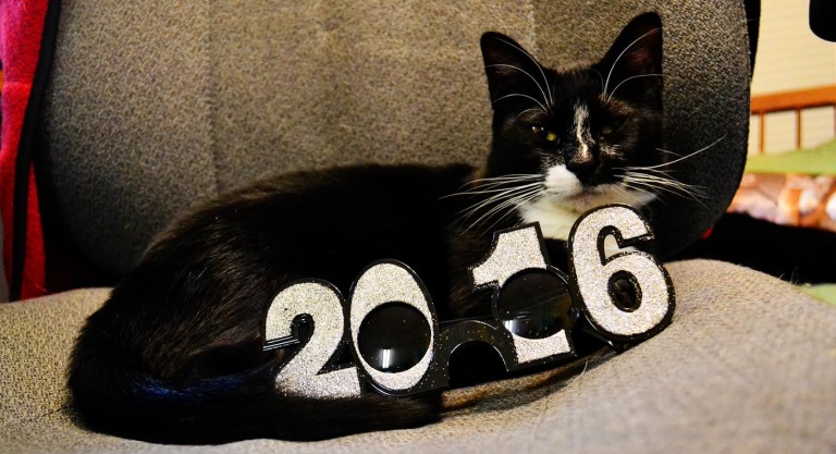 Happy New Year + a Look Back at 2015