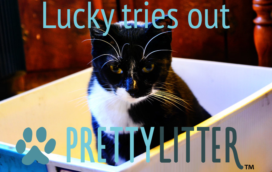 Pretty Litter cat litter review