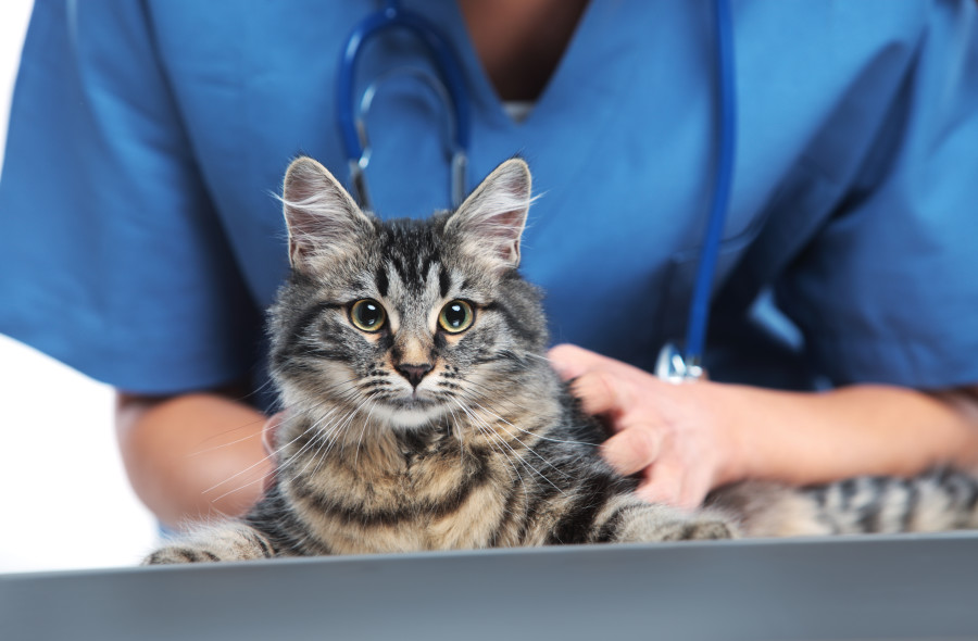 Veterinarian examines a cat