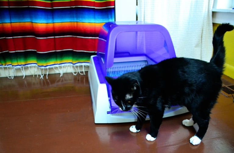 Review: PetSafe ScoopFree® Ultra Self-Cleaning Litter Box