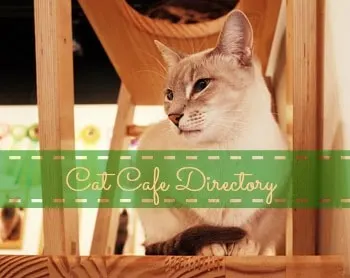 cat cafe-directory