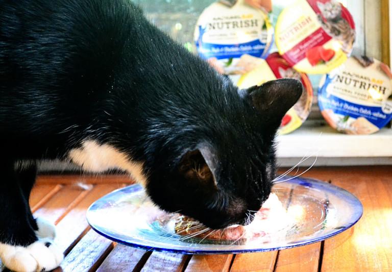 Hydrating Your Cat with Wet Food CatTipper