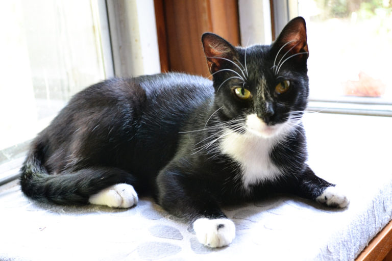 Does Your Cat Need Prozac? Our Experience with Lucky