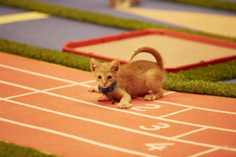 "Kitten Summer Games" is hosted by Beth Stern with announcers Mary Carillo and David Frei and features the nation's most athletic and adoptable kittens competing in a series of sporting events. Cat-letes will compete in competitions including kitten gymnastics with balance beam, uneven bars, rings and floor exercises, de-CAT-hlon with track and field, pole vault and high jump, as well as volleyball, tennis and wrestling. Who will bring home a gold, silver or bronze medal? Photo: Credit: Copyright 2016 Crown Media United States LLC/Photographer: Marc Lemoine