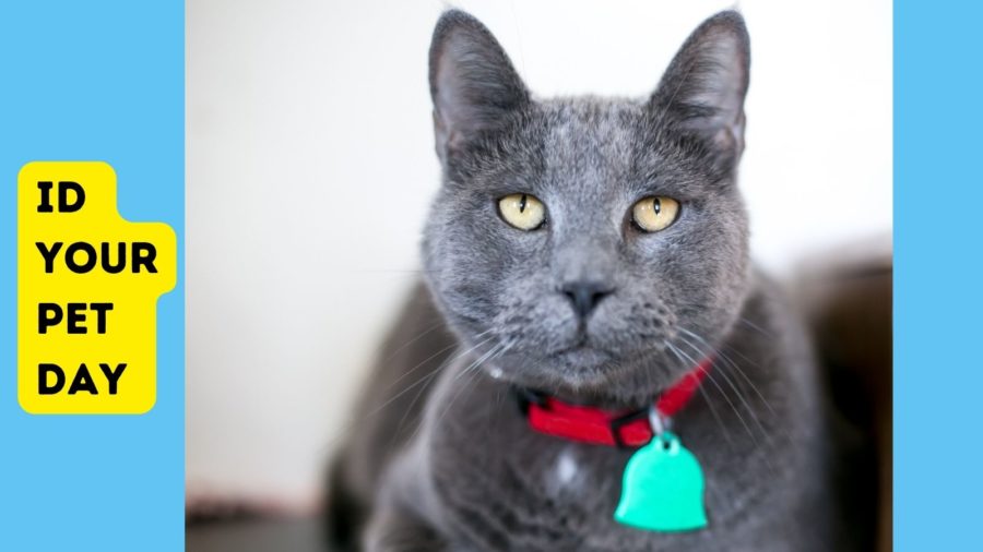 gray cat wearing breakaway cat collar and ID tag