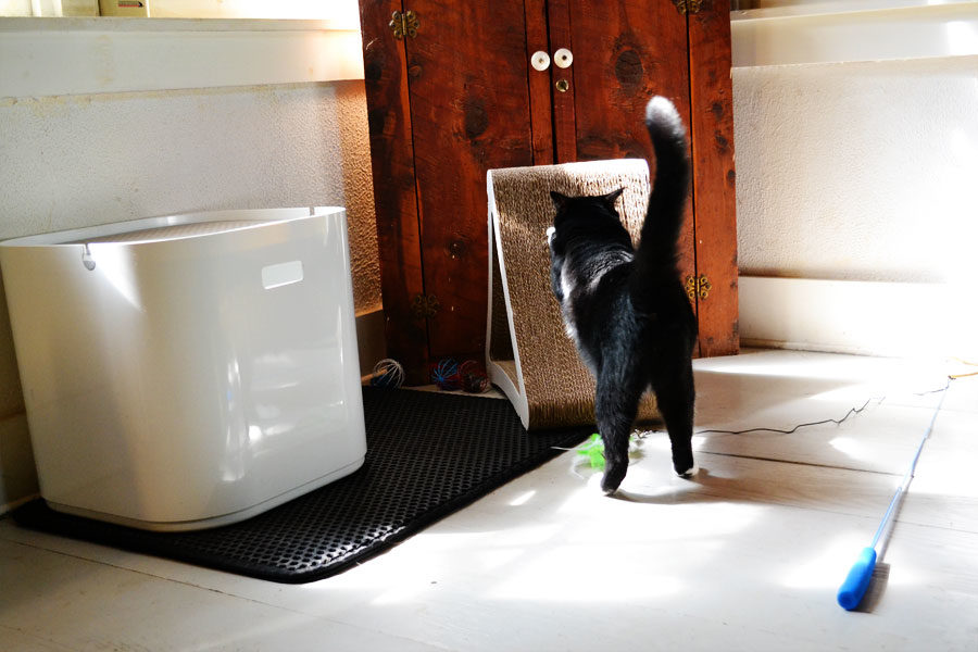 black cat scratching on triangular cardboard scratcher