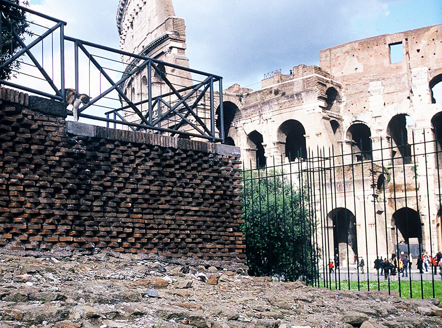 cat looking at Roman Colosseum