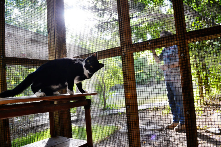 Birds Need Grain – Cats Do Not