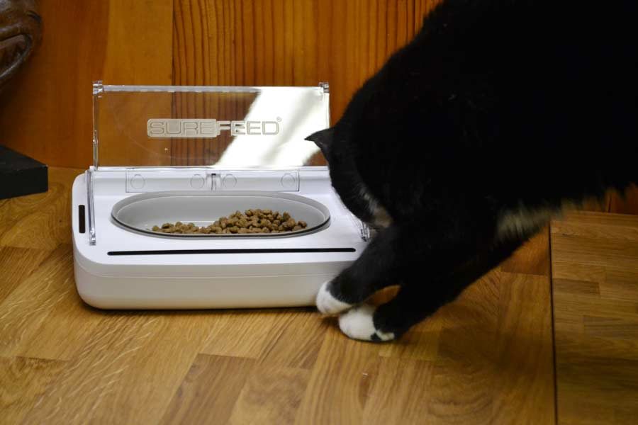 motion detector pet bowl for cats and small dogs