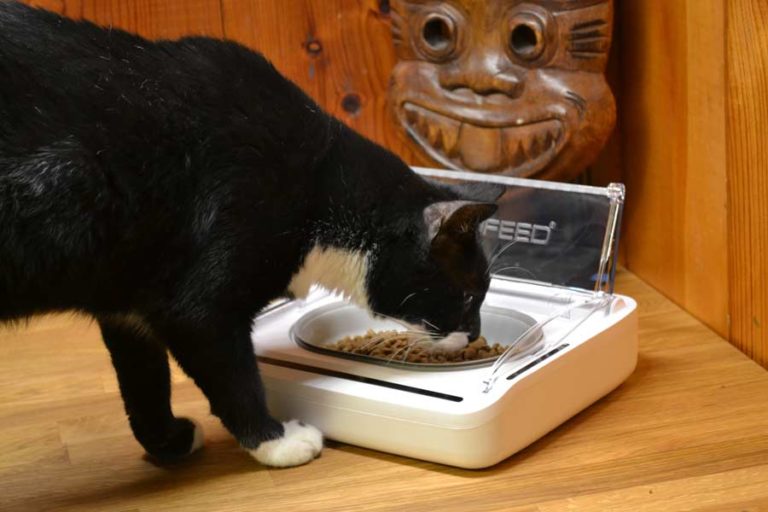 SureFeed Sealed Pet Bowl Review