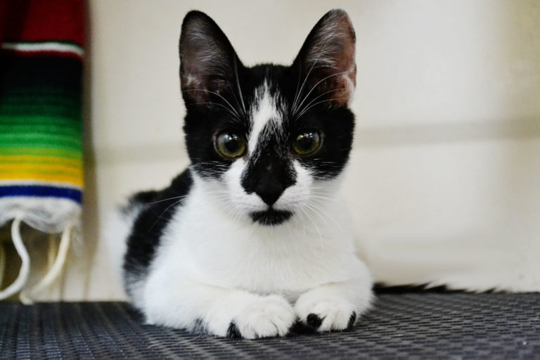 Meet Ochi – Our New Kitten!