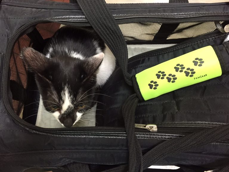 Adopting? How to Transport Your Cat Home from the Shelter