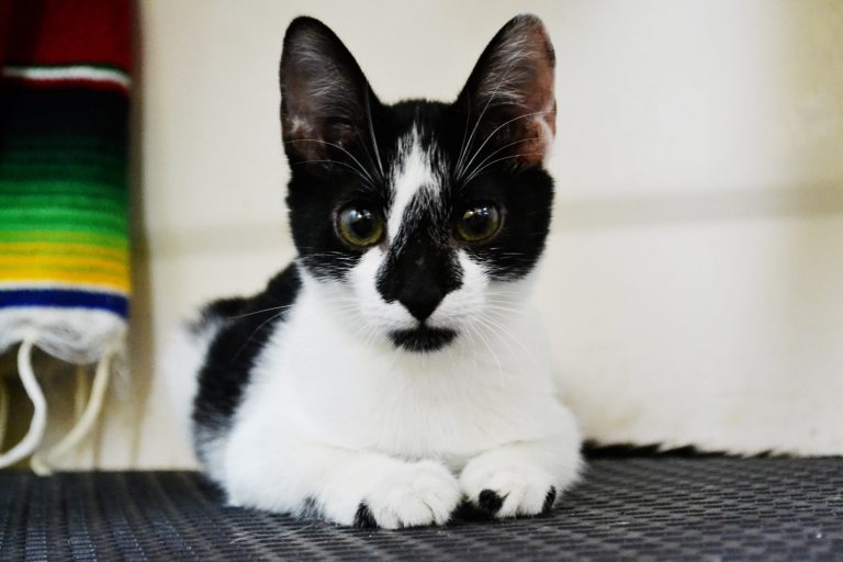 how to introduce your kitten to other pets