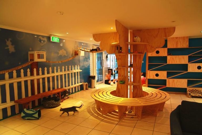 The Cat Lounge, New Zealand’s First Cat Cafe