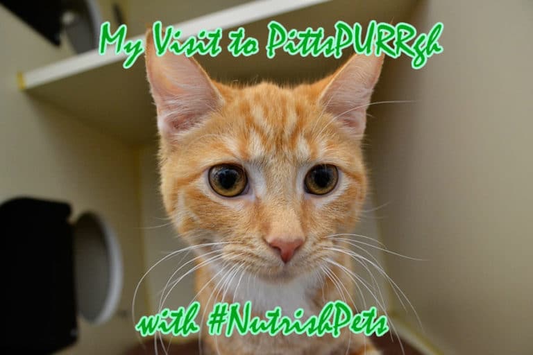 My Visit to PittsPURRbugh with #NutrishPets