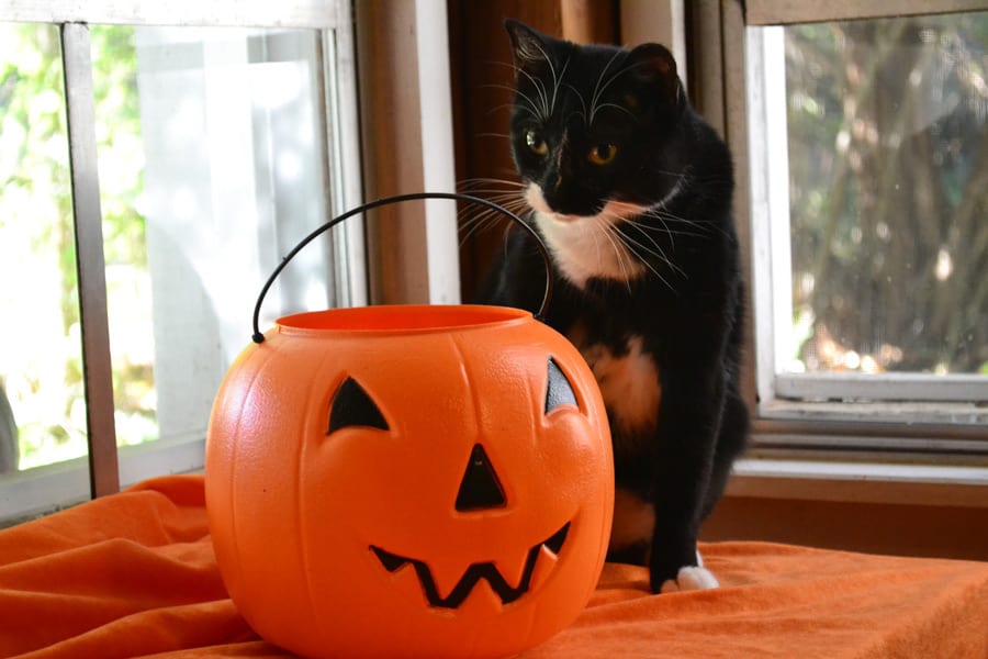 tuxedo cat and halloween candy pumpkin
