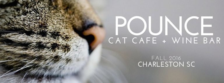 Pounce Cat Cafe + Wine Bar to Open in Charleston, SC