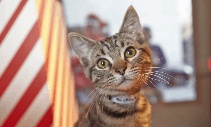 Macy’s Union Square Holiday Windows Helps Adoptable Cats, Dogs