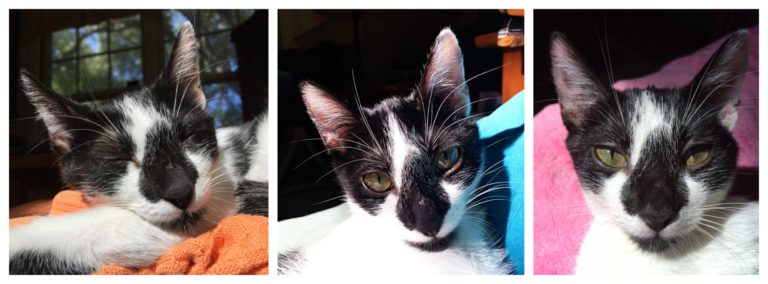 Ringworm in Cats: Identifying, Disinfecting and Treating