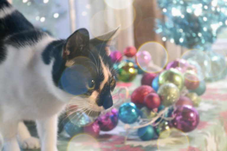 Ochi’s First Christmas Tree