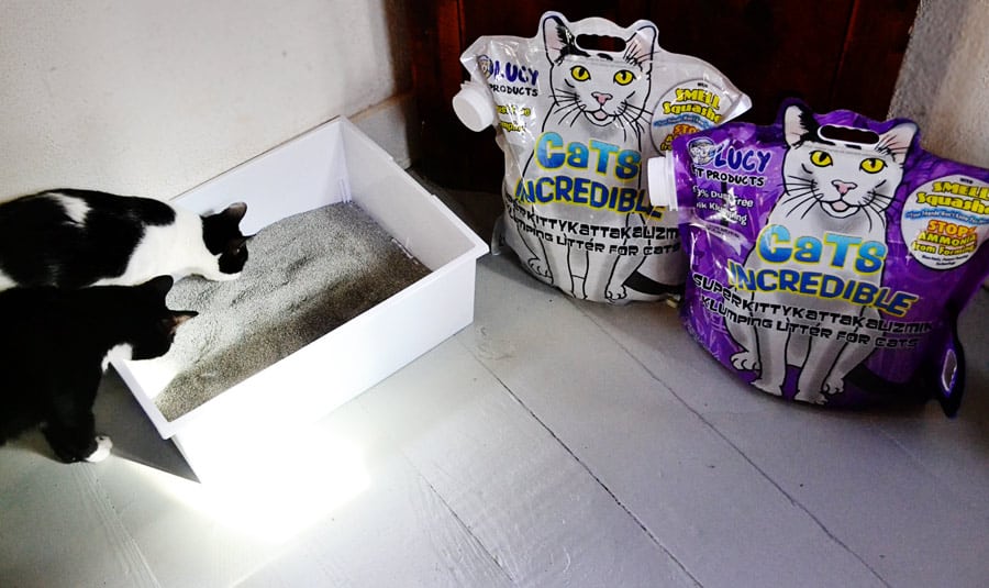 lucy cats incredible cat litter