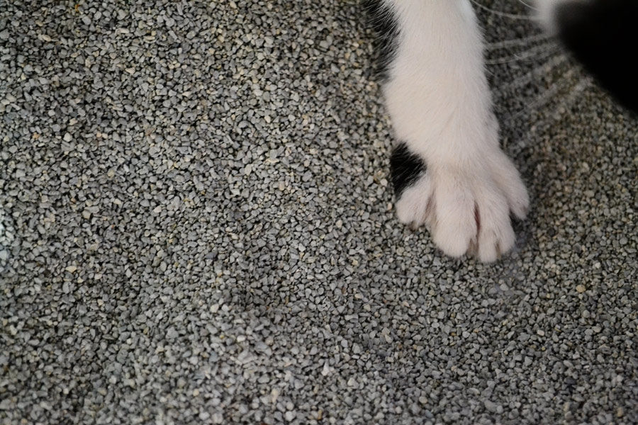 cat paw in cat litter
