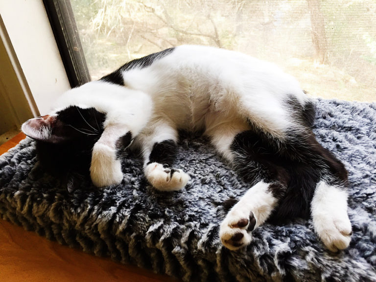 Wordless Wednesday: My Office Window Perch