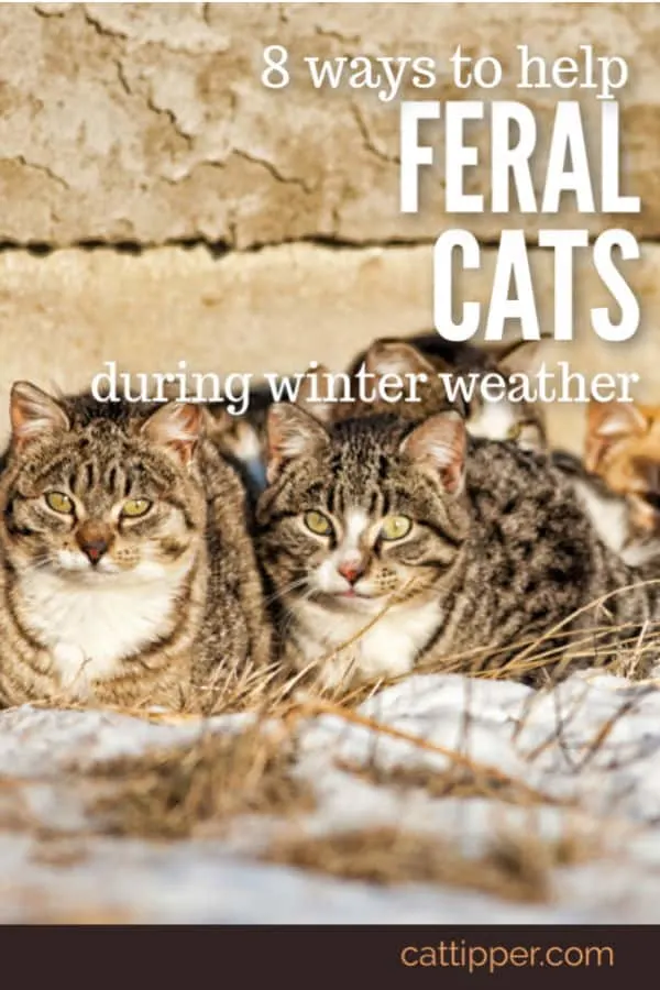 how to help feral cats during winter weather