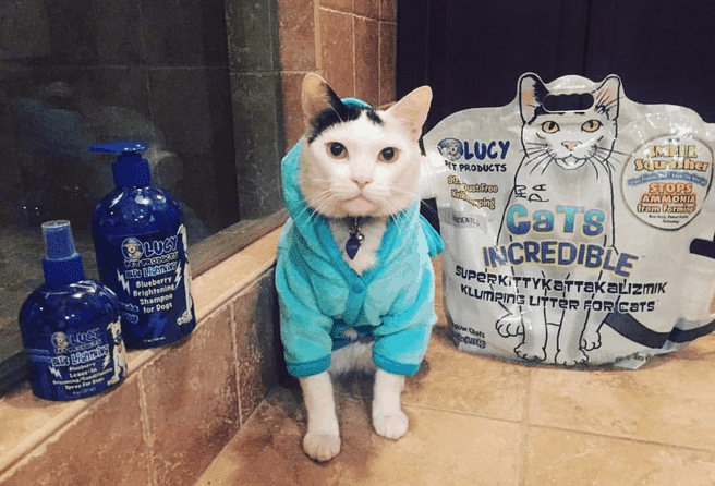 Meet Ricky the Rescue!