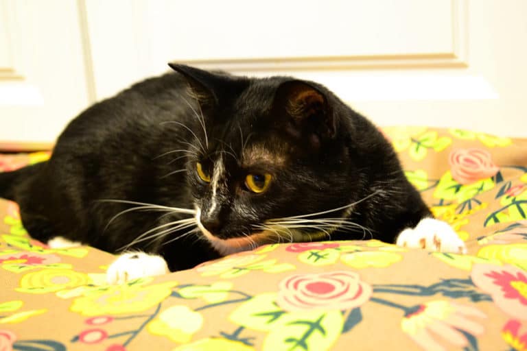 Lucky and Ochi check out molly mutt!