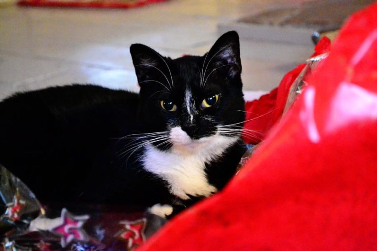 Tips for Living with an Incontinent Cat