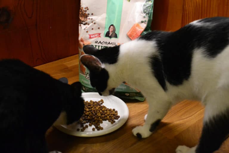 It’s a Jungle Out There: Your Indoor Cat’s Needs!