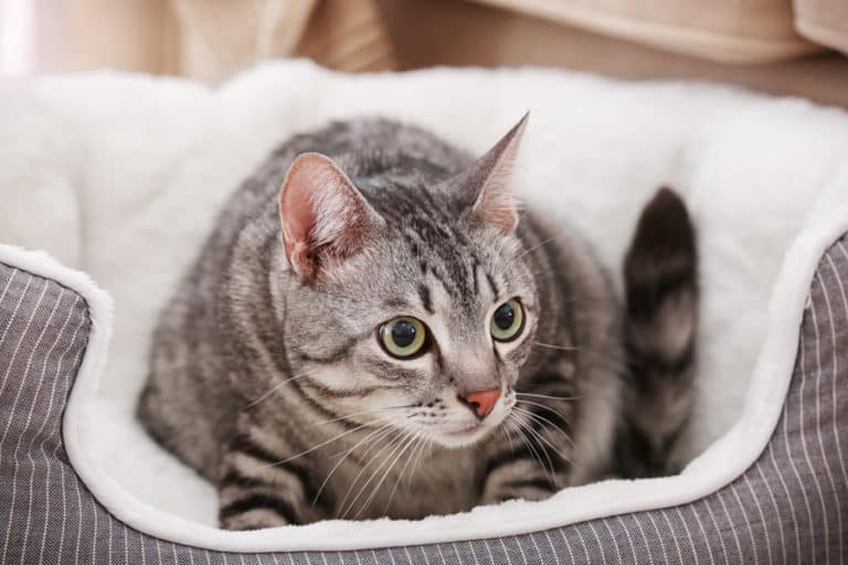 Kitty Brew Cat Cafe, Mason, Ohio