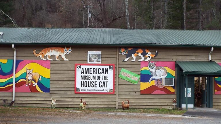The American Museum of the House Cat Opens