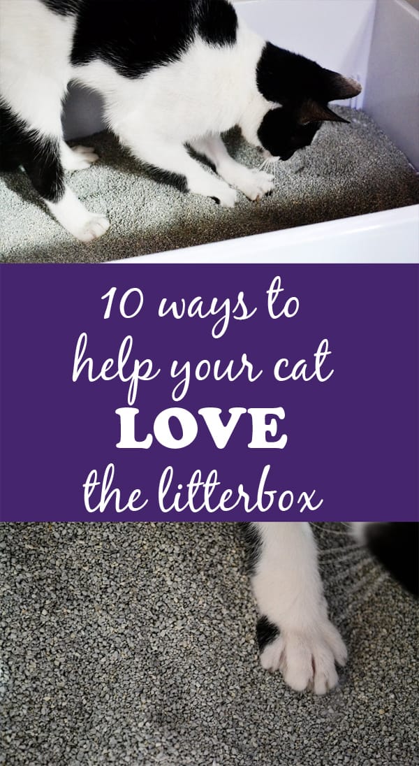 10 ways to help your cat love the litterbox