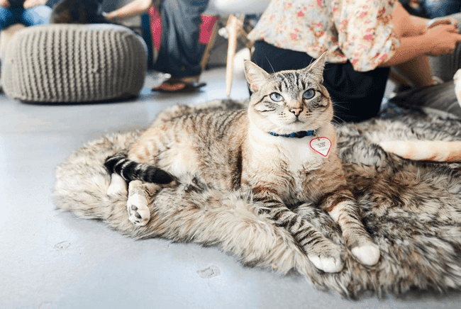 Cat Therapy Cat Cafe, Santa Barbara, California