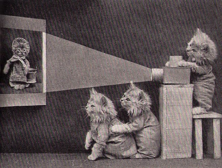 Cat Video Fest, Celebration of the Animals to Be Held in Oklahoma City