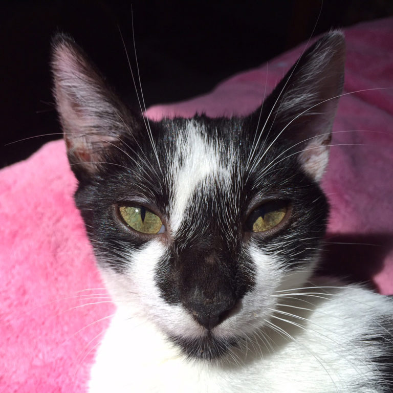 Remembering Ochi, 2016-2017