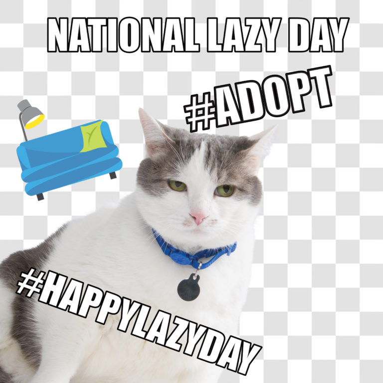 National Lazy Day- Social Paws Campaign Promotes Pet Adoption