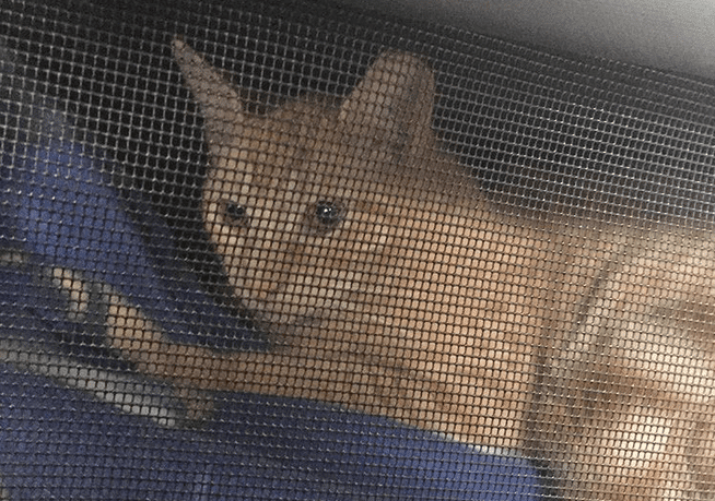 Hamlet the Cat to Take on Role at The Algonquin Hotel