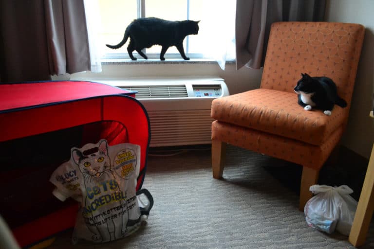 Evacuating with Your Cat to a Hotel