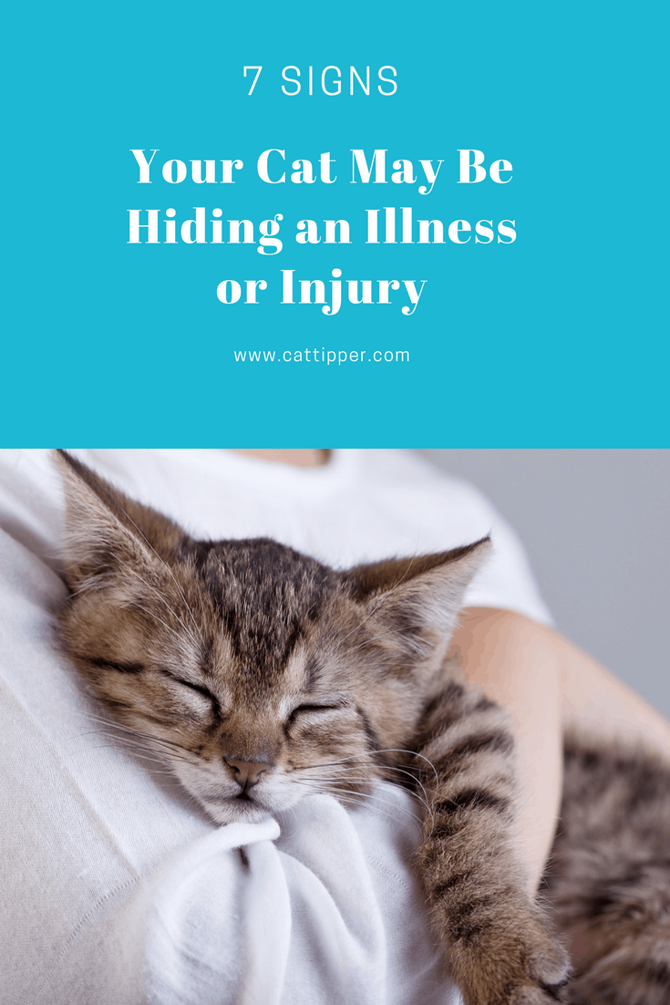 7 Signs Your Cat May Be Hiding an Illness CatTipper
