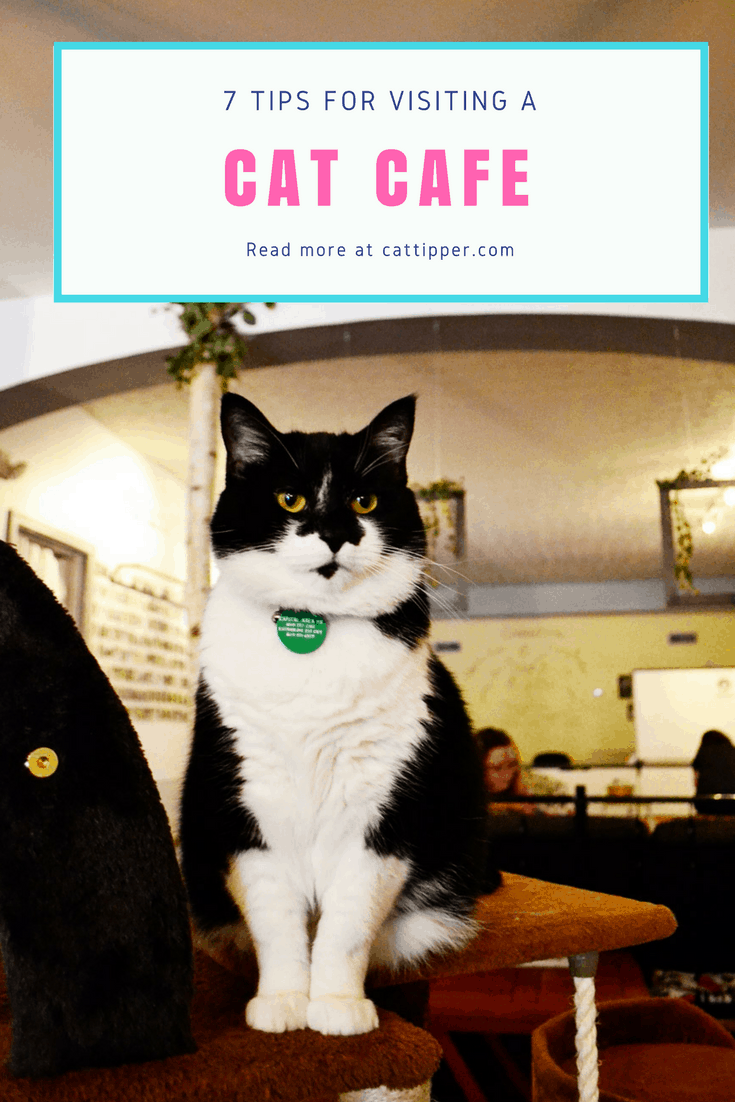 7 tips for visiting a cat cafe