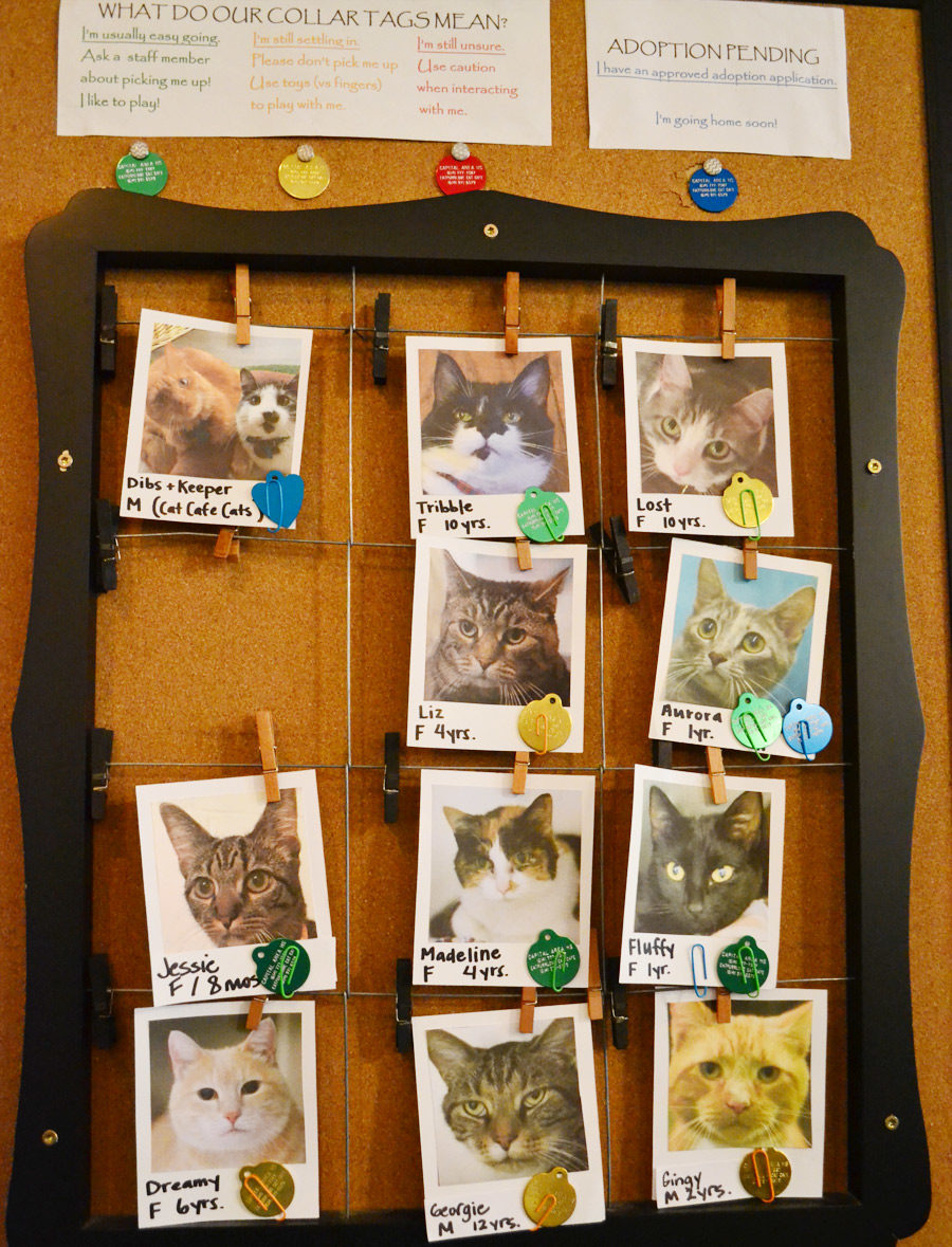 adoptable cats at cat cafe
