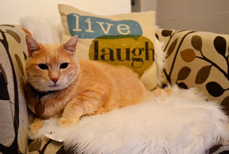 7 Tips for Visiting a Cat Cafe