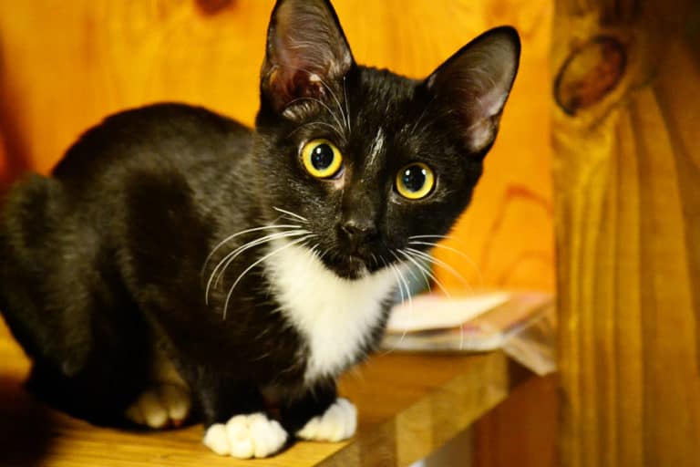 We’ve Adopted a Kitten!