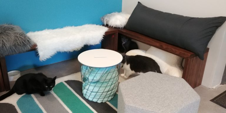 Charm Kitty Cafe, Baltimore, Maryland