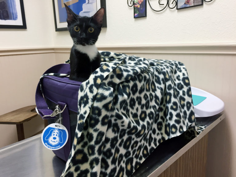 Wordless Wednesday: Kitten Shots and Rainstorms