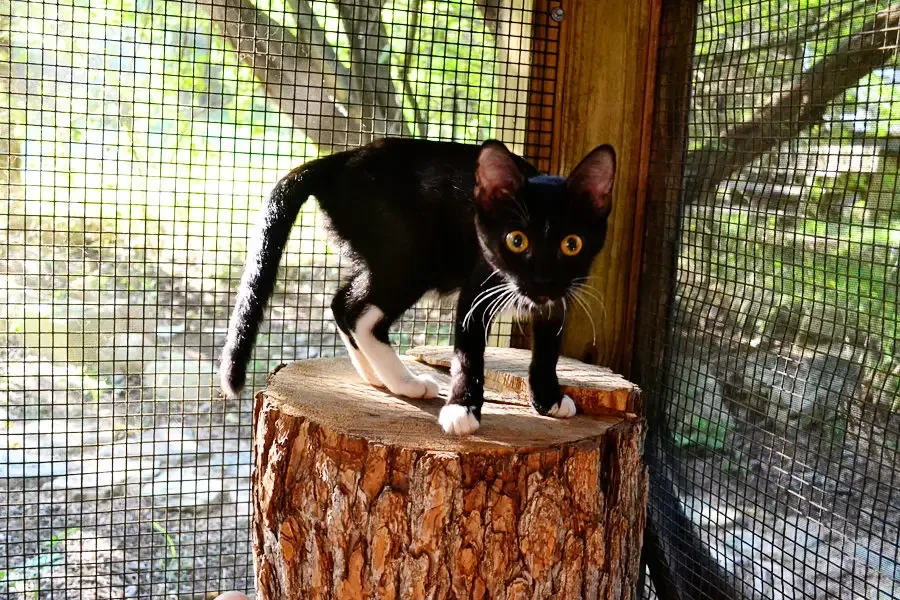 kitten in catio